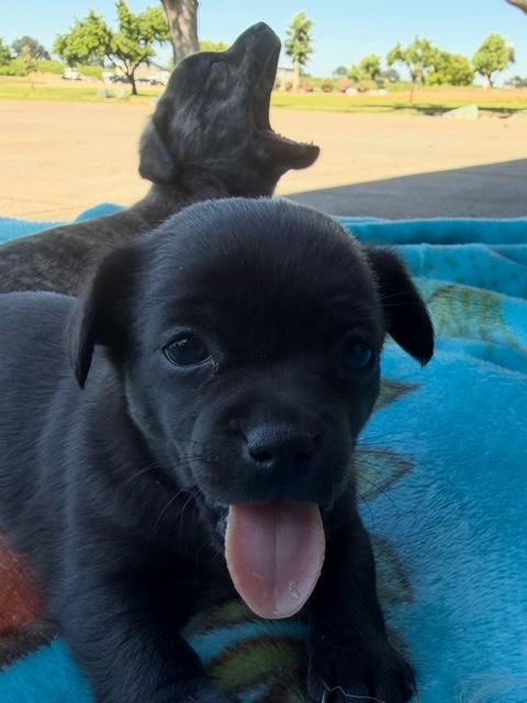 Enlarge Olive, an adopted mixed breed in Lodi, CA image 1/5