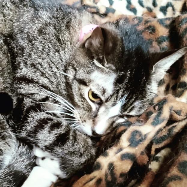 Doe, Adoptable, Adult Female Domestic Short Hair.