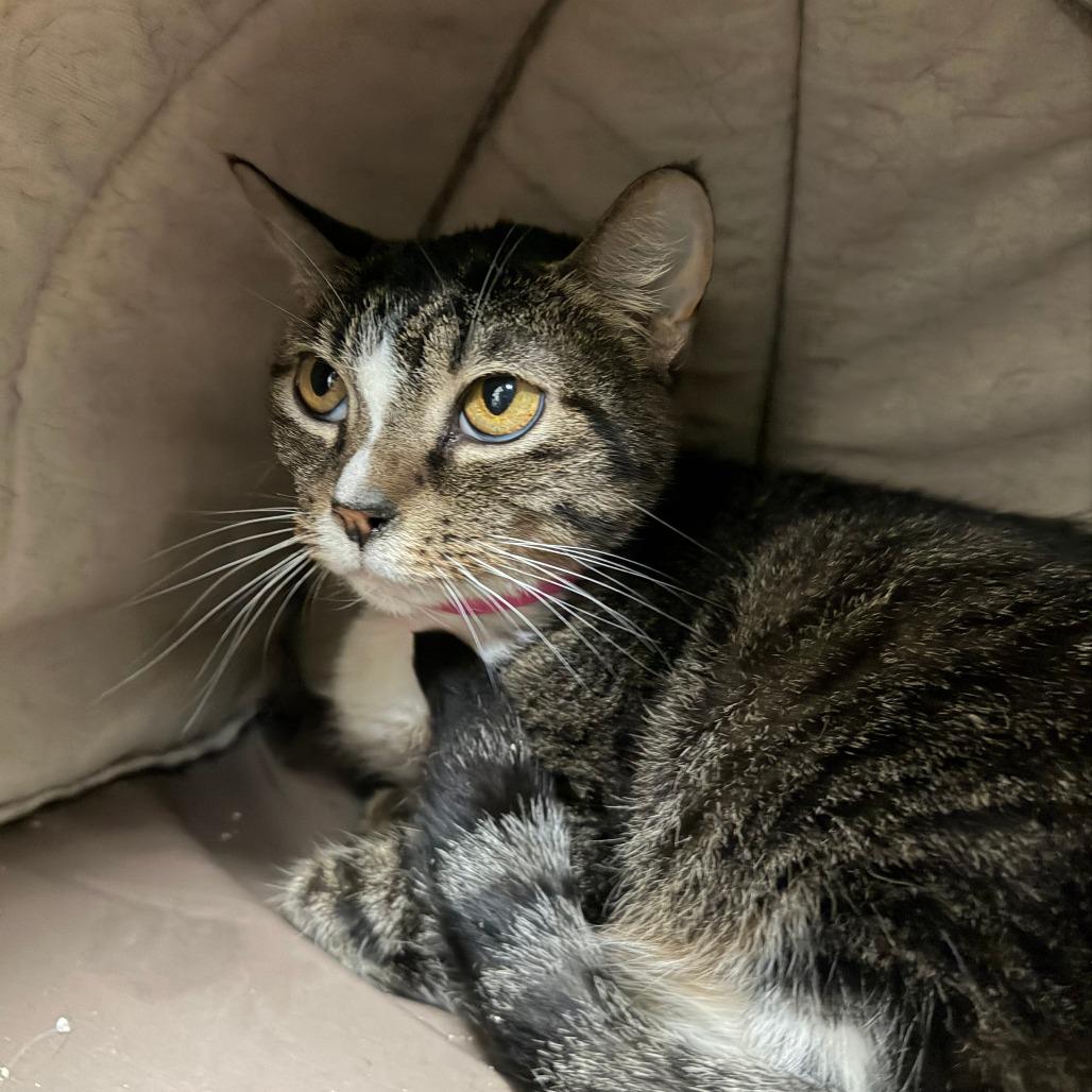 Enlarge Doe, a Adoptable Domestic Short Hair in Lakeland, FL image 2/3