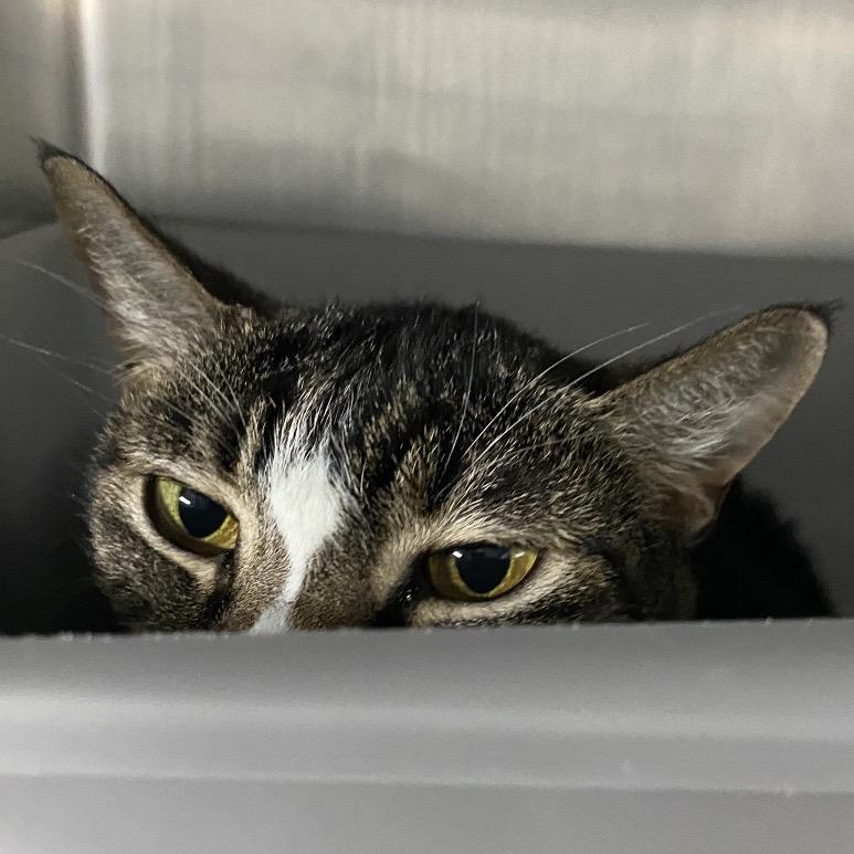 Enlarge Doe, a Adoptable Domestic Short Hair in Lakeland, FL image 3/3