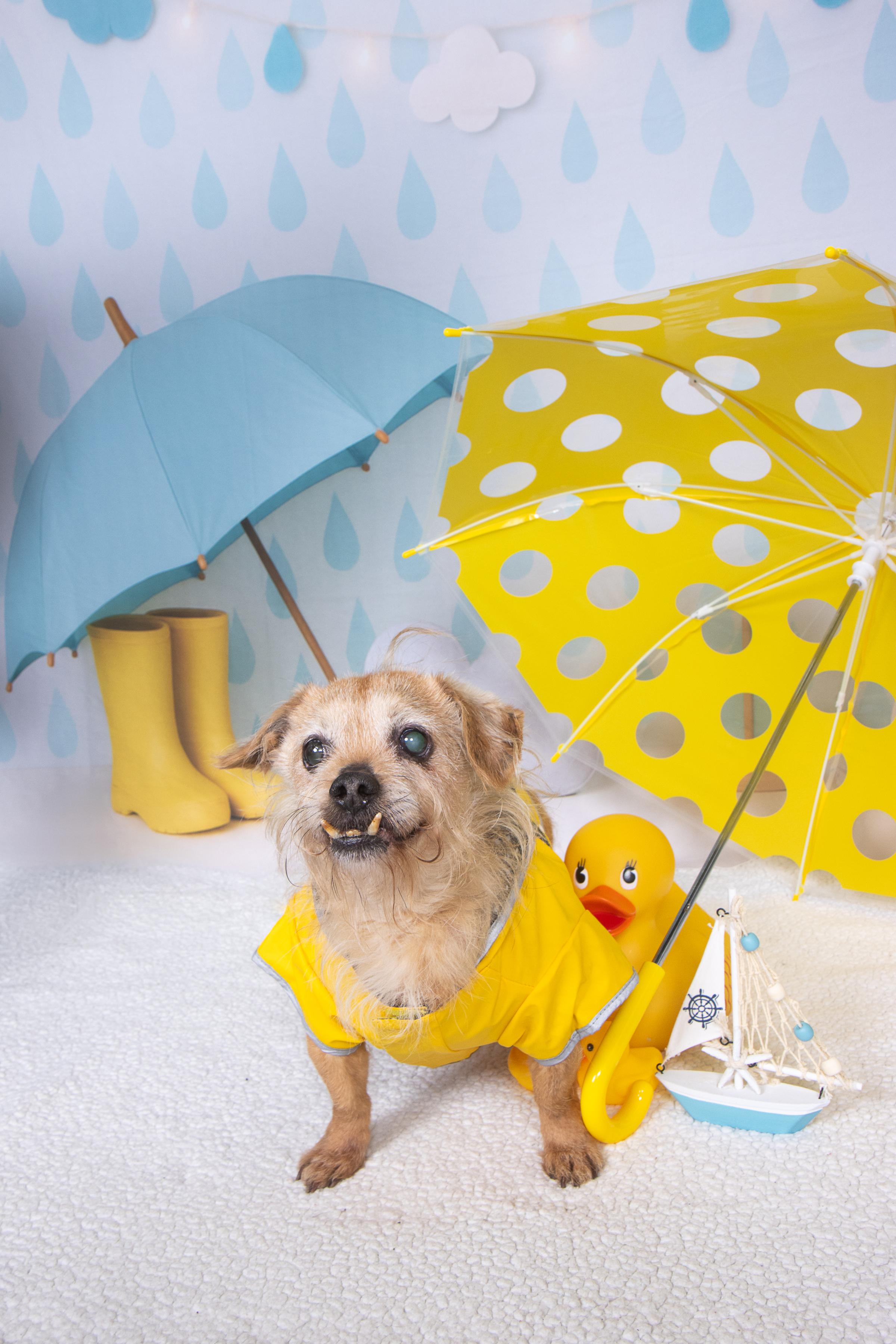 Carl, ADOPTABLE, Senior Male Norwich Terrier.