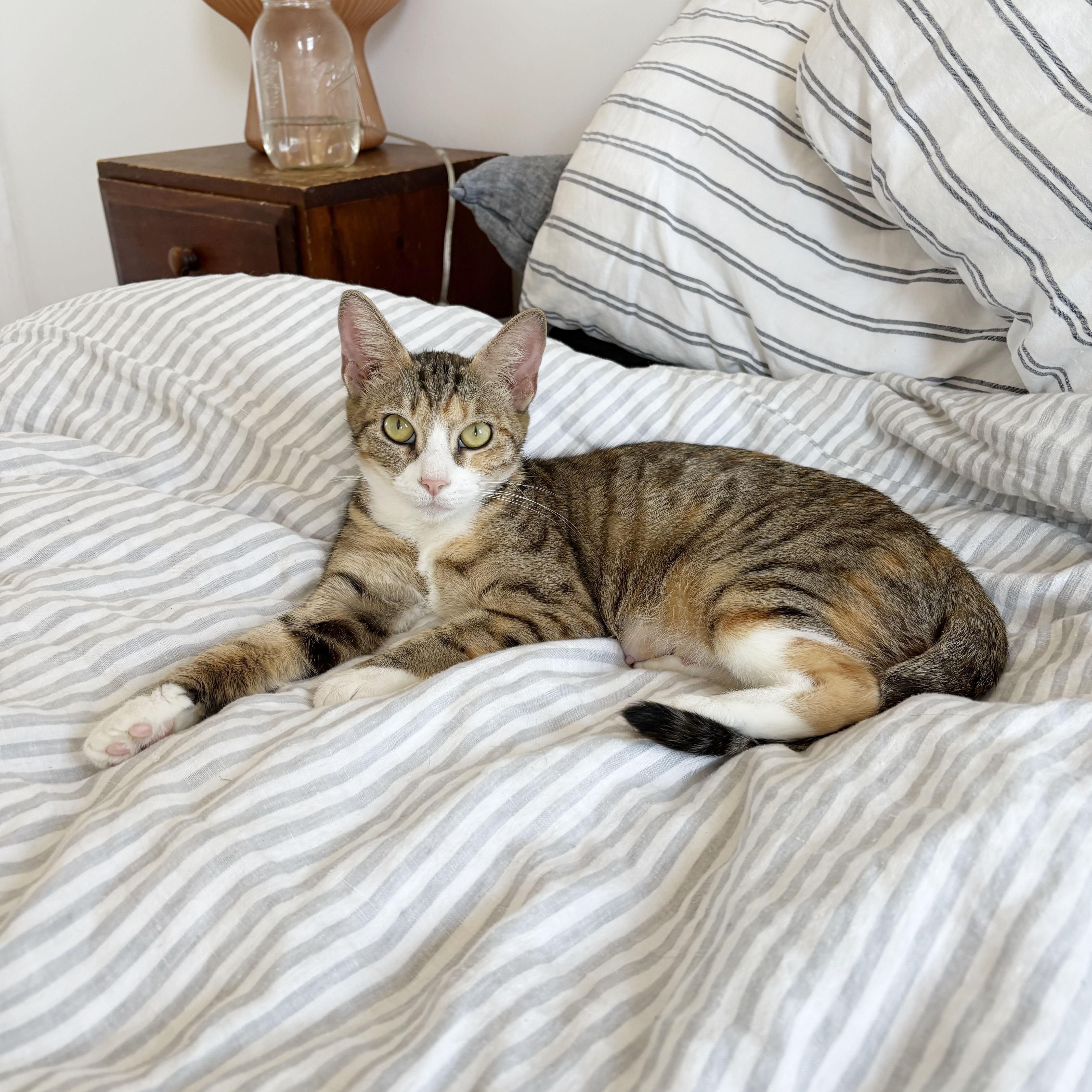 Enlarge Maryland, a Adoptable Domestic Short Hair in BROOKLYN, NY image 3/6