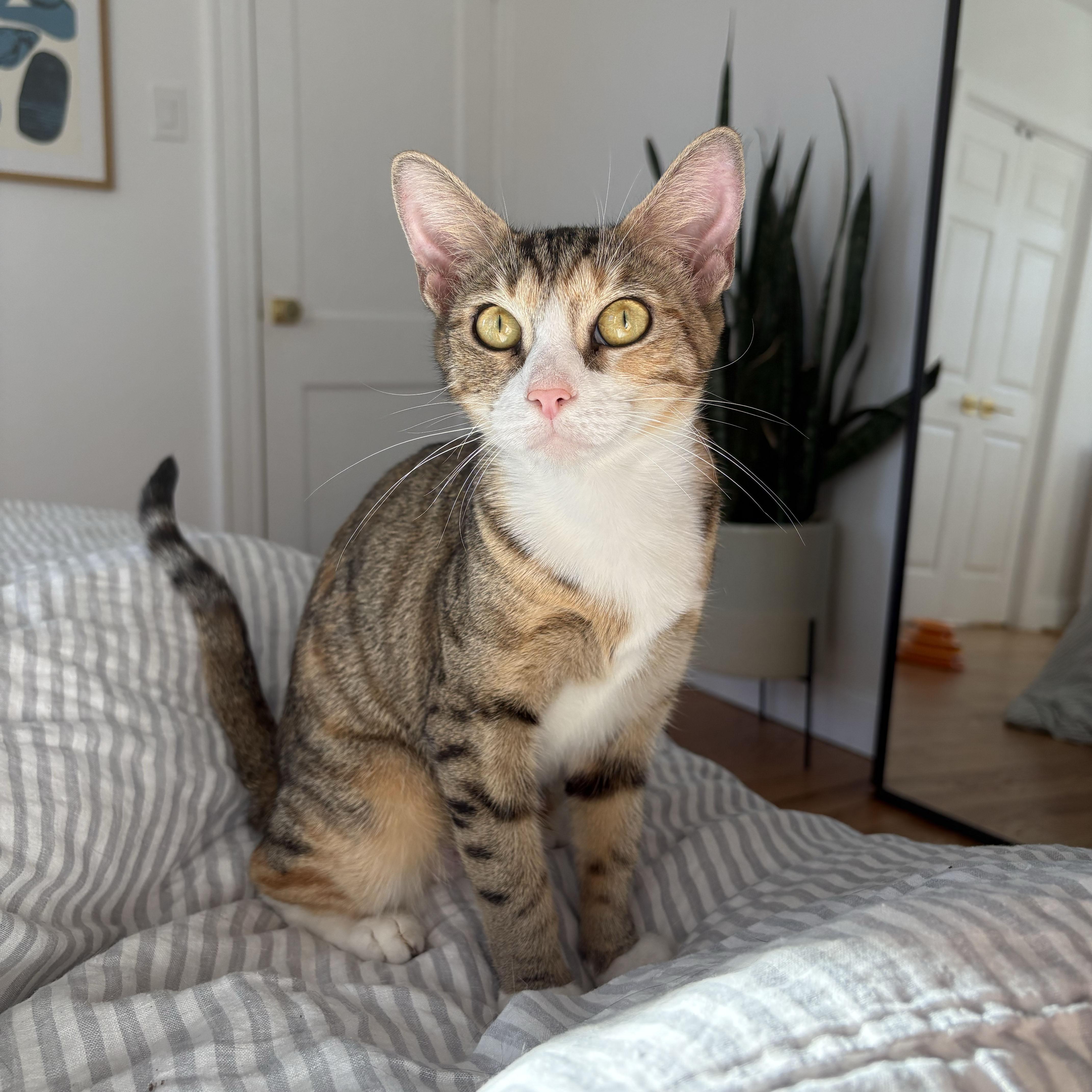 Enlarge Maryland, a Adoptable Domestic Short Hair in BROOKLYN, NY image 2/6