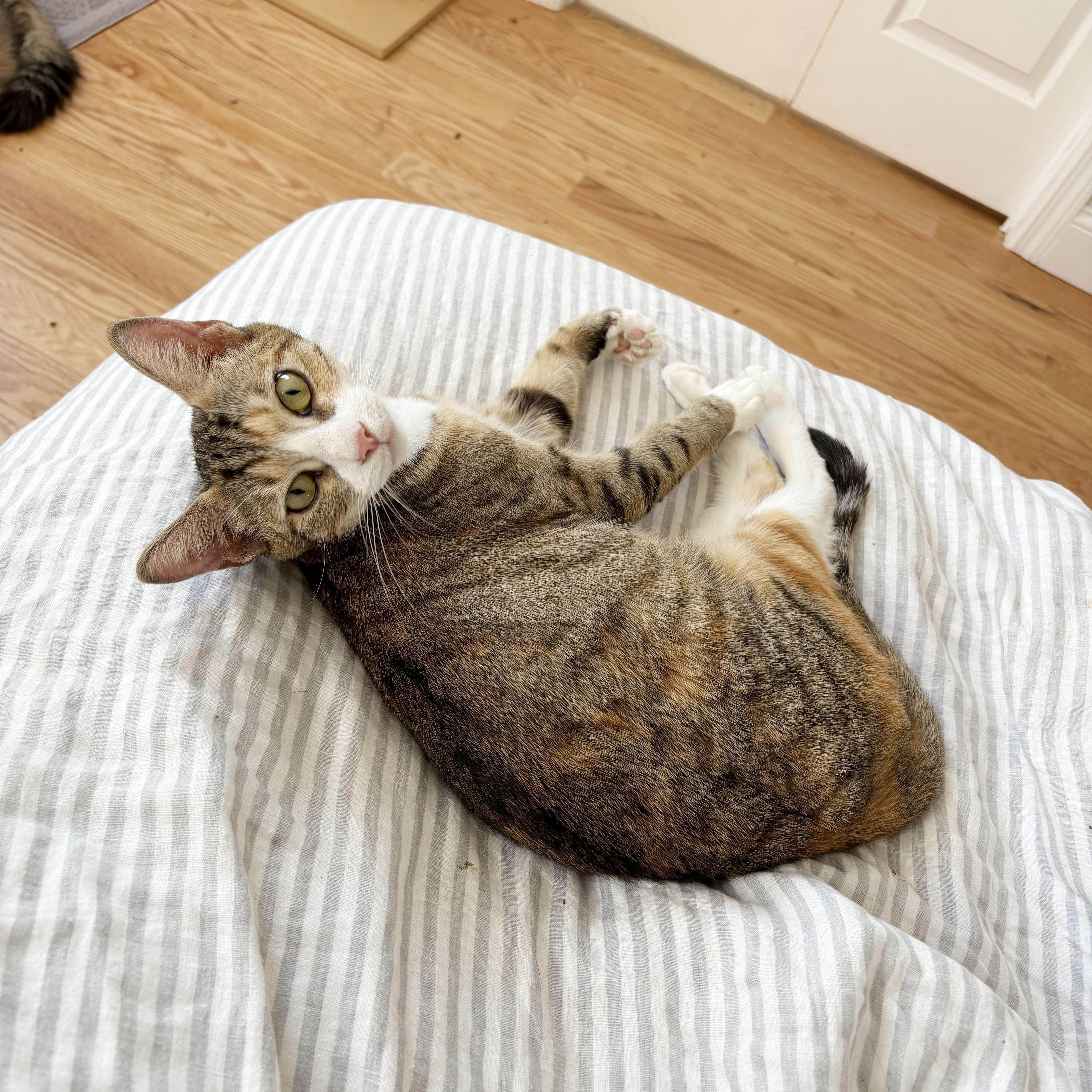 Maryland, Adoptable, Young Female Domestic Short Hair.