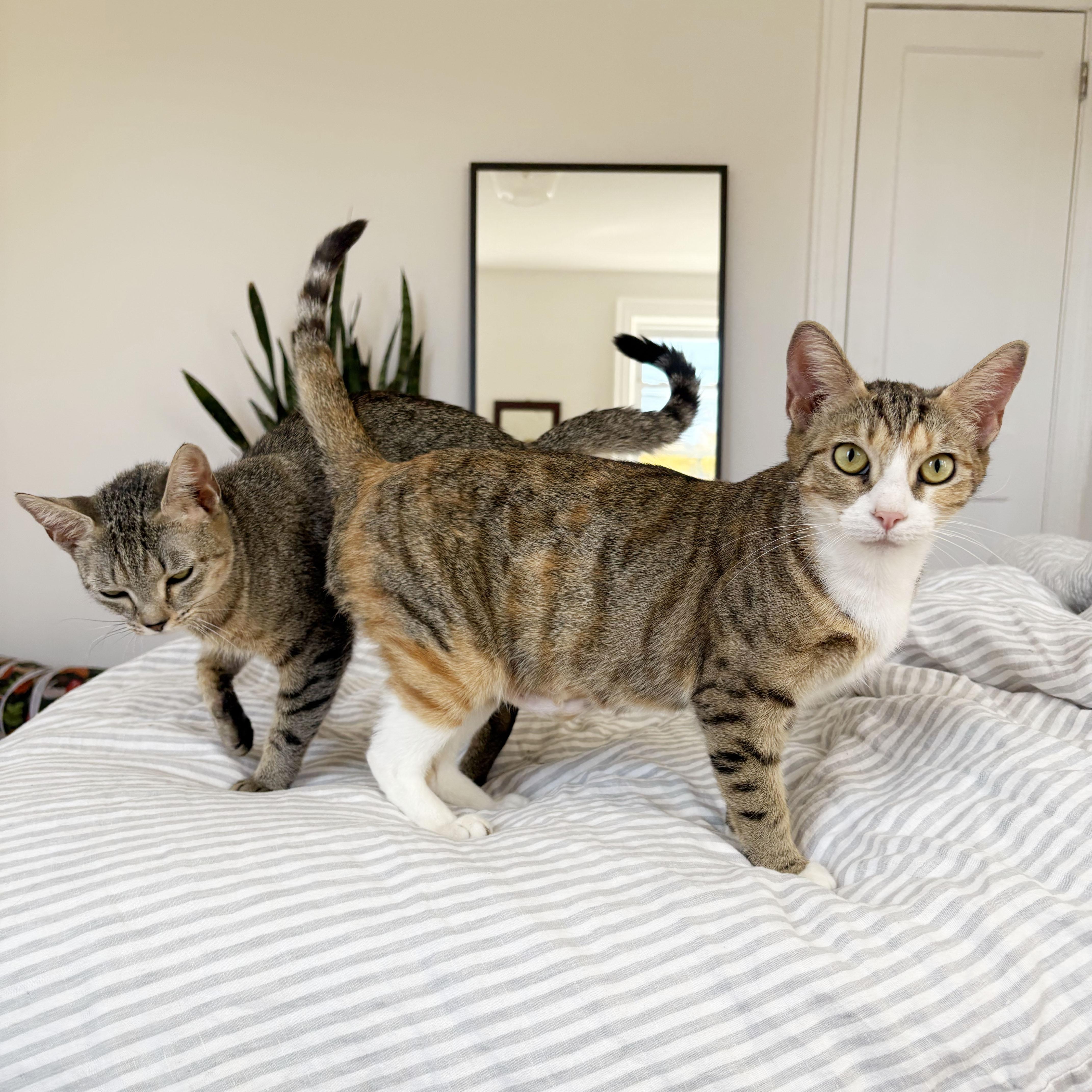 Enlarge Maryland, a Adoptable Domestic Short Hair in BROOKLYN, NY image 6/6