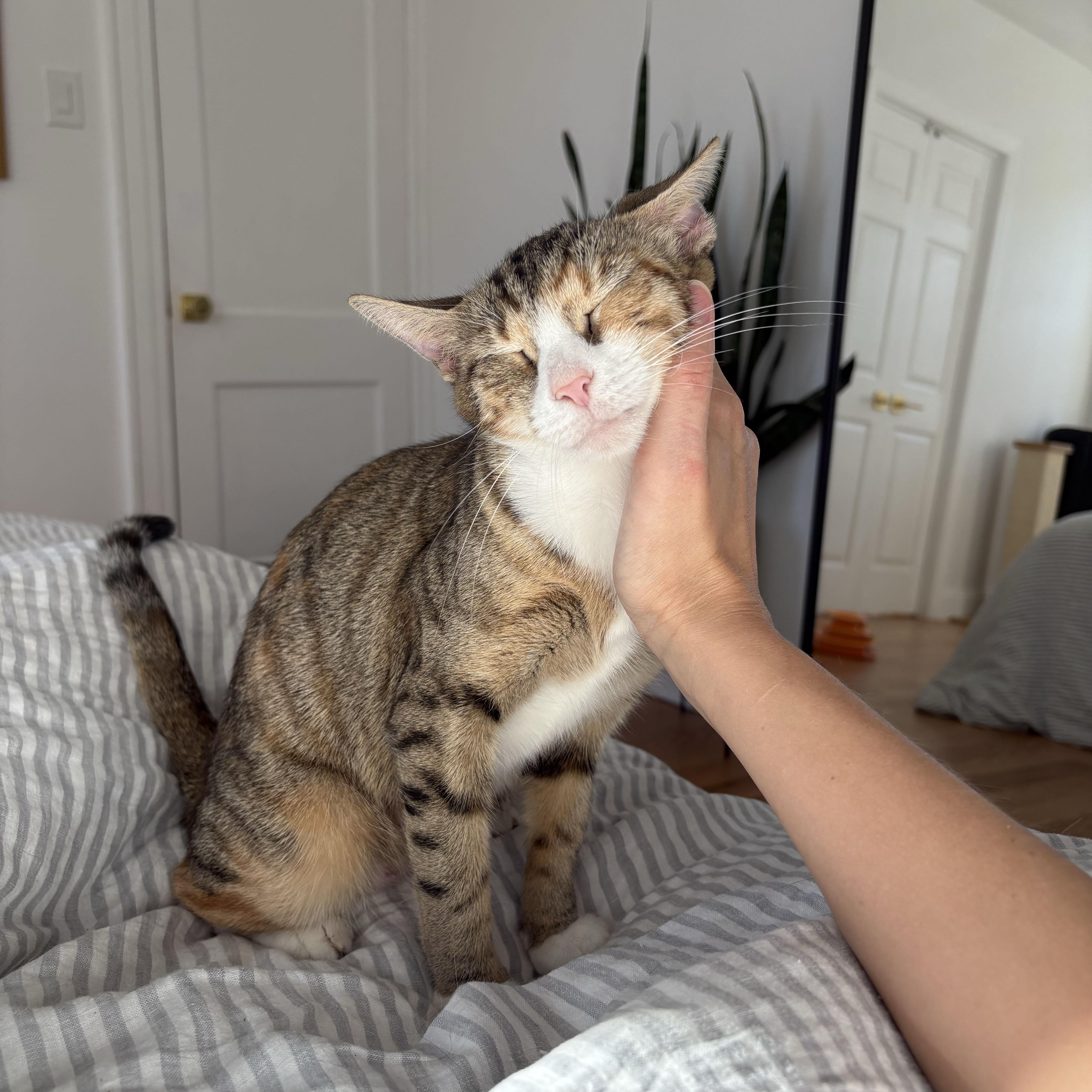 Enlarge Maryland, a Adoptable Domestic Short Hair in BROOKLYN, NY image 4/6