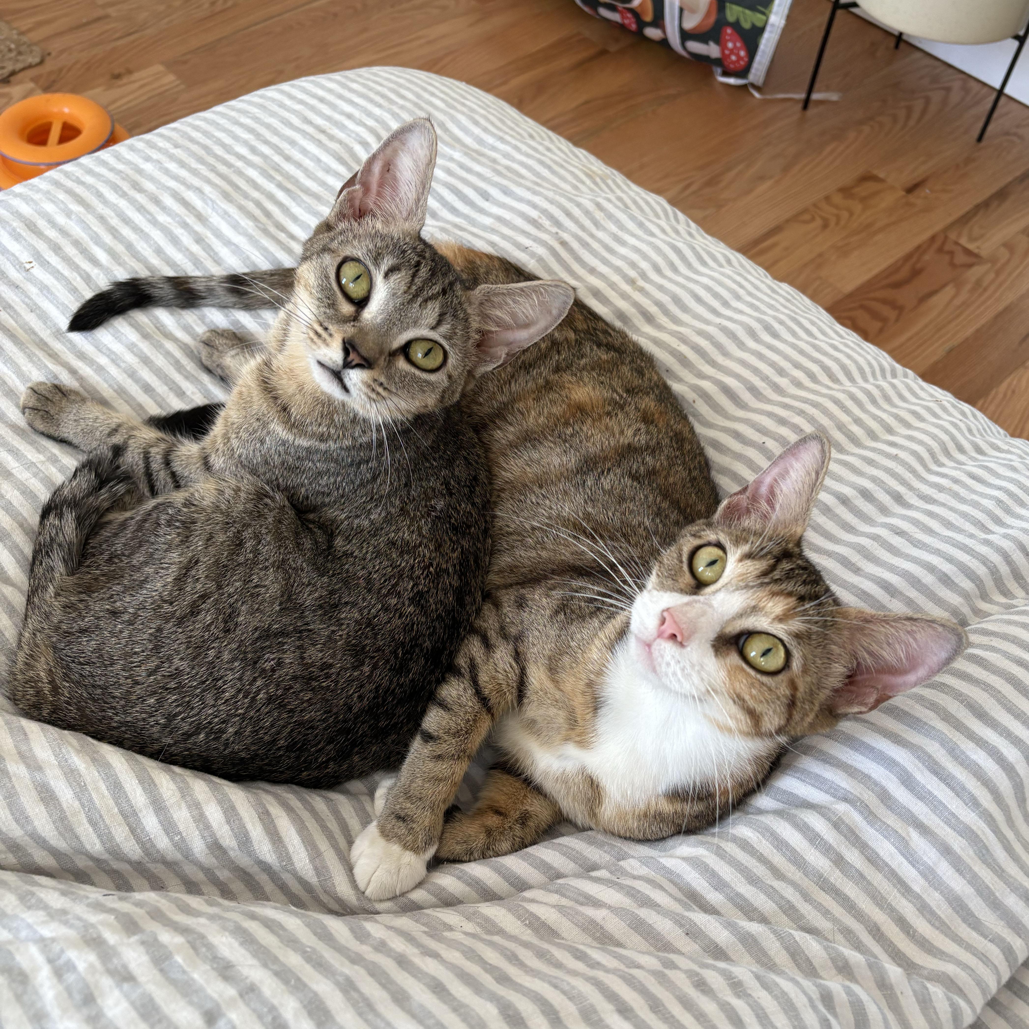 Enlarge Maryland, a Adoptable Domestic Short Hair in BROOKLYN, NY image 5/6