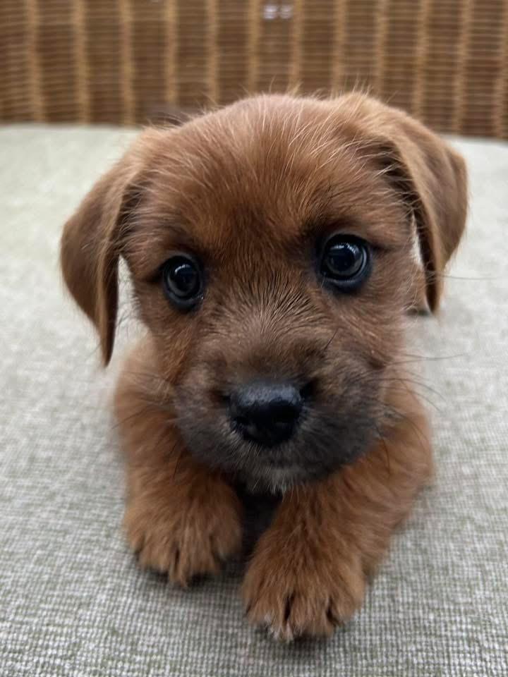 Mira, Adoptable, Puppy Female Terrier.