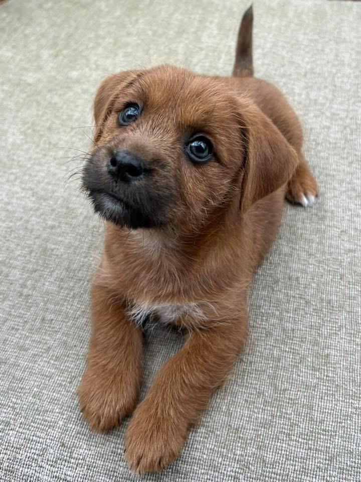 Mira, a Adoptable mixed breed in Bristol, WI image 2/6