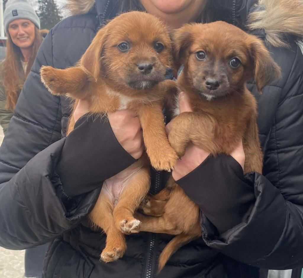 Mira, a Adoptable mixed breed in Bristol, WI image 3/6