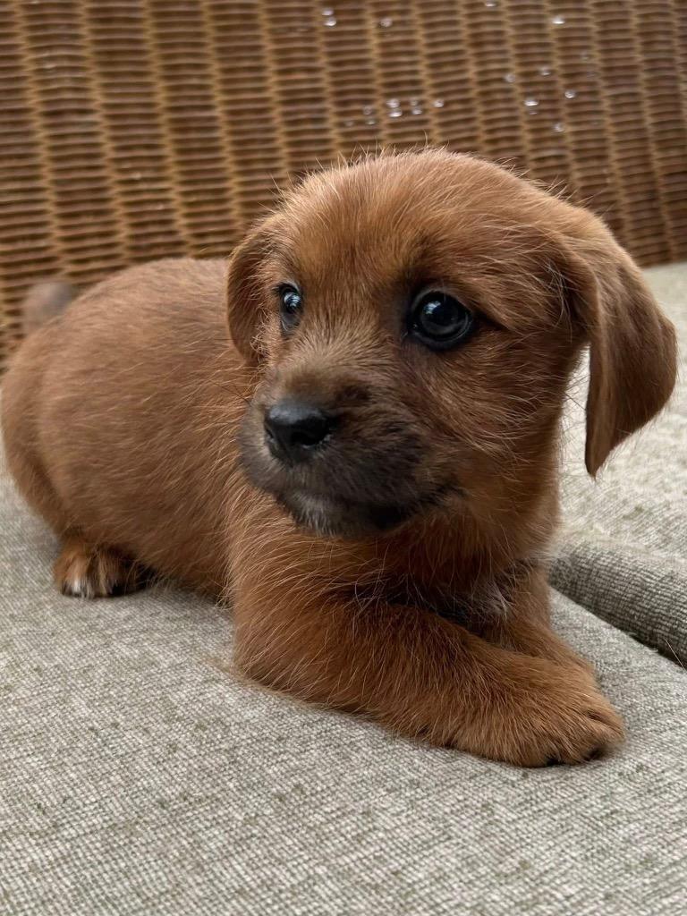 Mira, a Adoptable mixed breed in Bristol, WI image 4/6