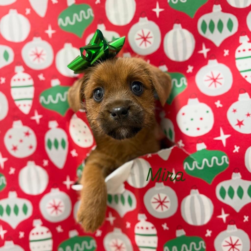 Mira, a Adoptable mixed breed in Bristol, WI image 5/6