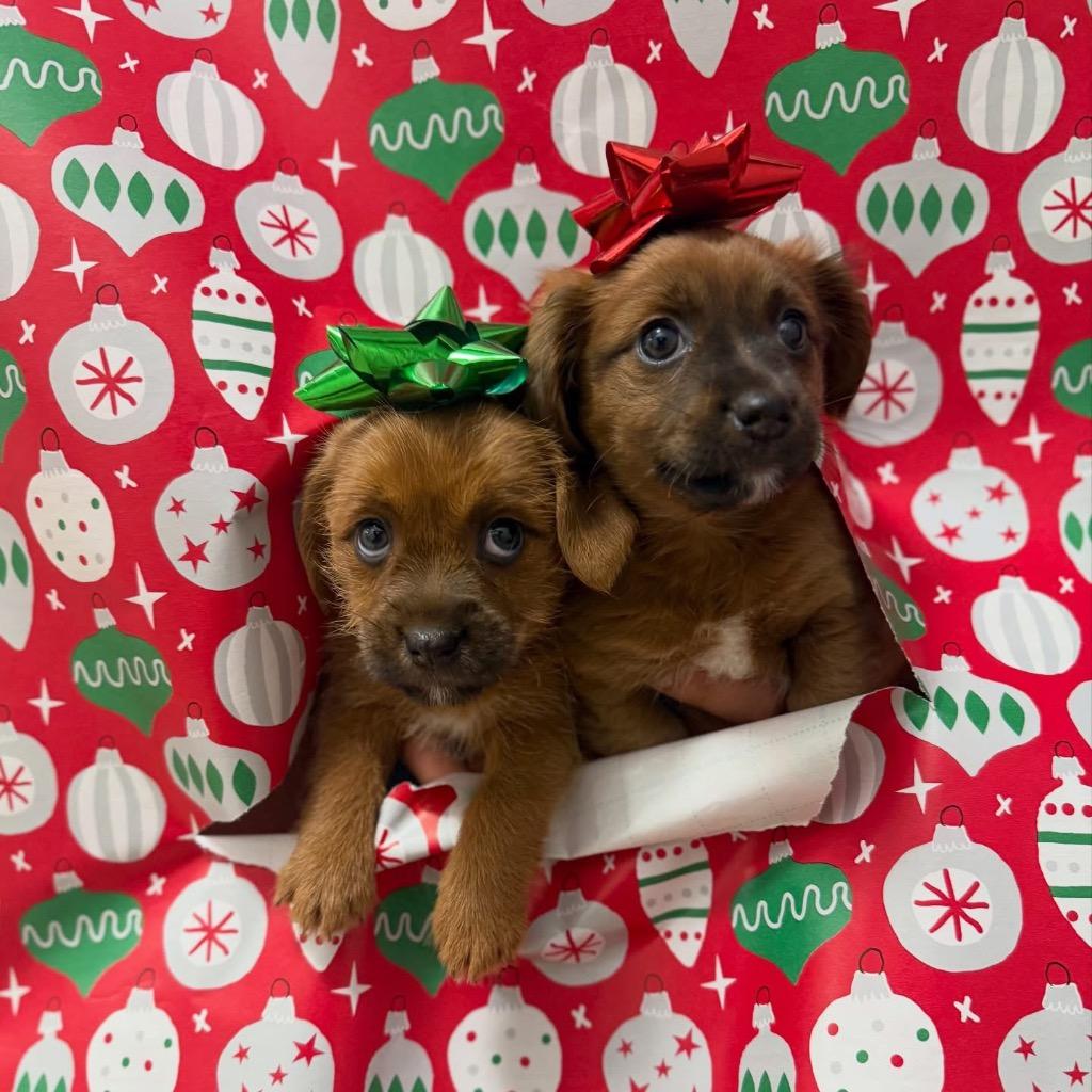 Mira, a Adoptable mixed breed in Bristol, WI image 6/6