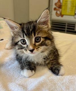 Enlarge Clifford, an adopted Domestic Medium Hair in Winter Haven, FL image 1/1