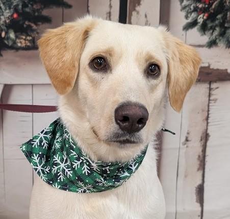 Enlarge LADY, a Adoptable mixed breed in Cookeville, TN image 1/1