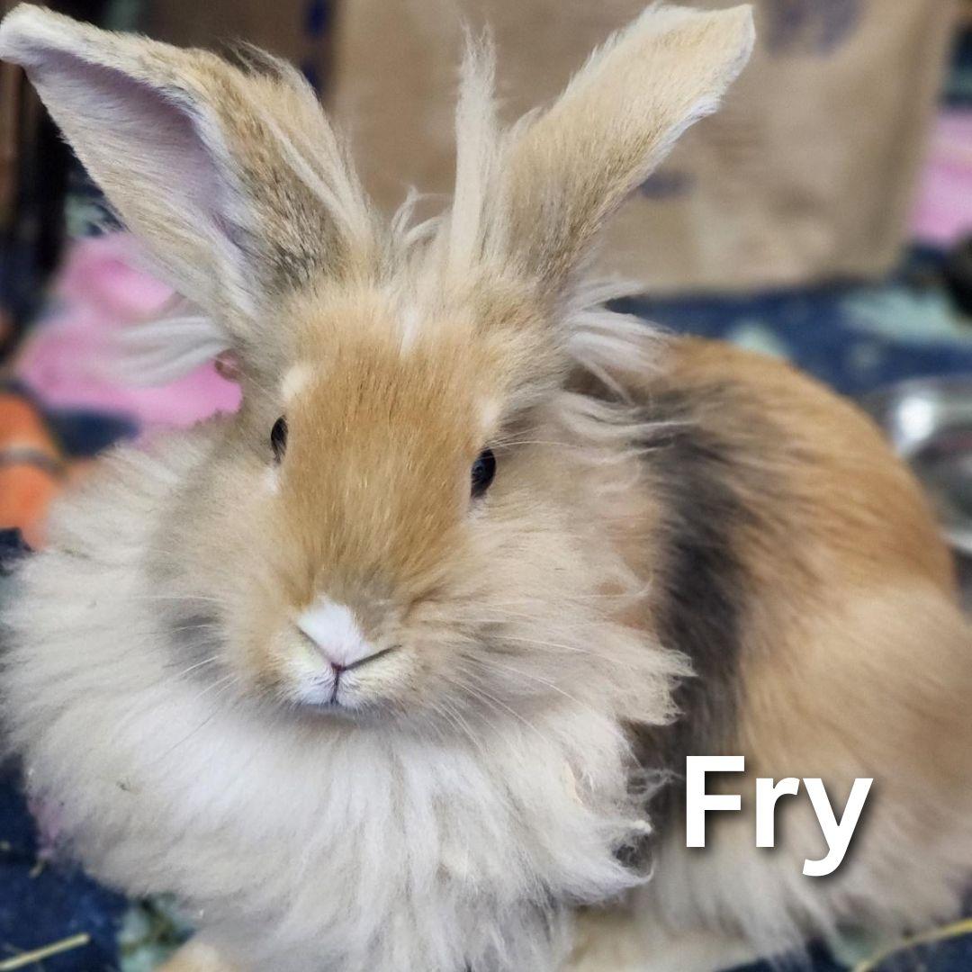 Fry, Adoptable, Young Male Lionhead.
