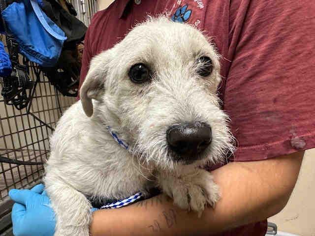 A1946685, Adoptable, Young Male Terrier.