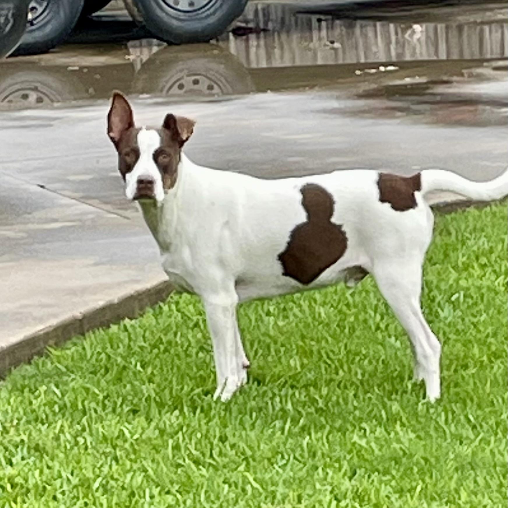 Roscoe photo 2