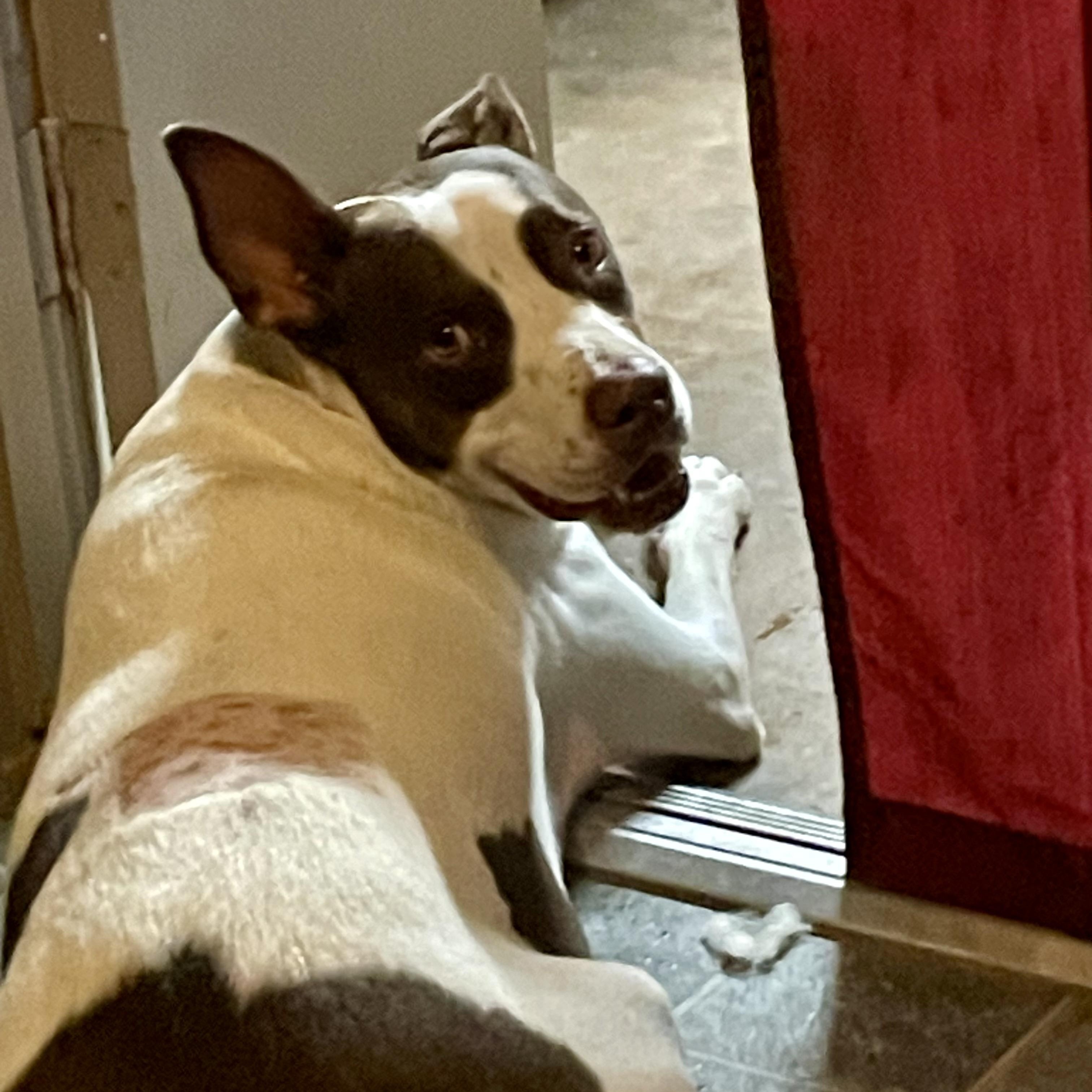 Roscoe photo 3