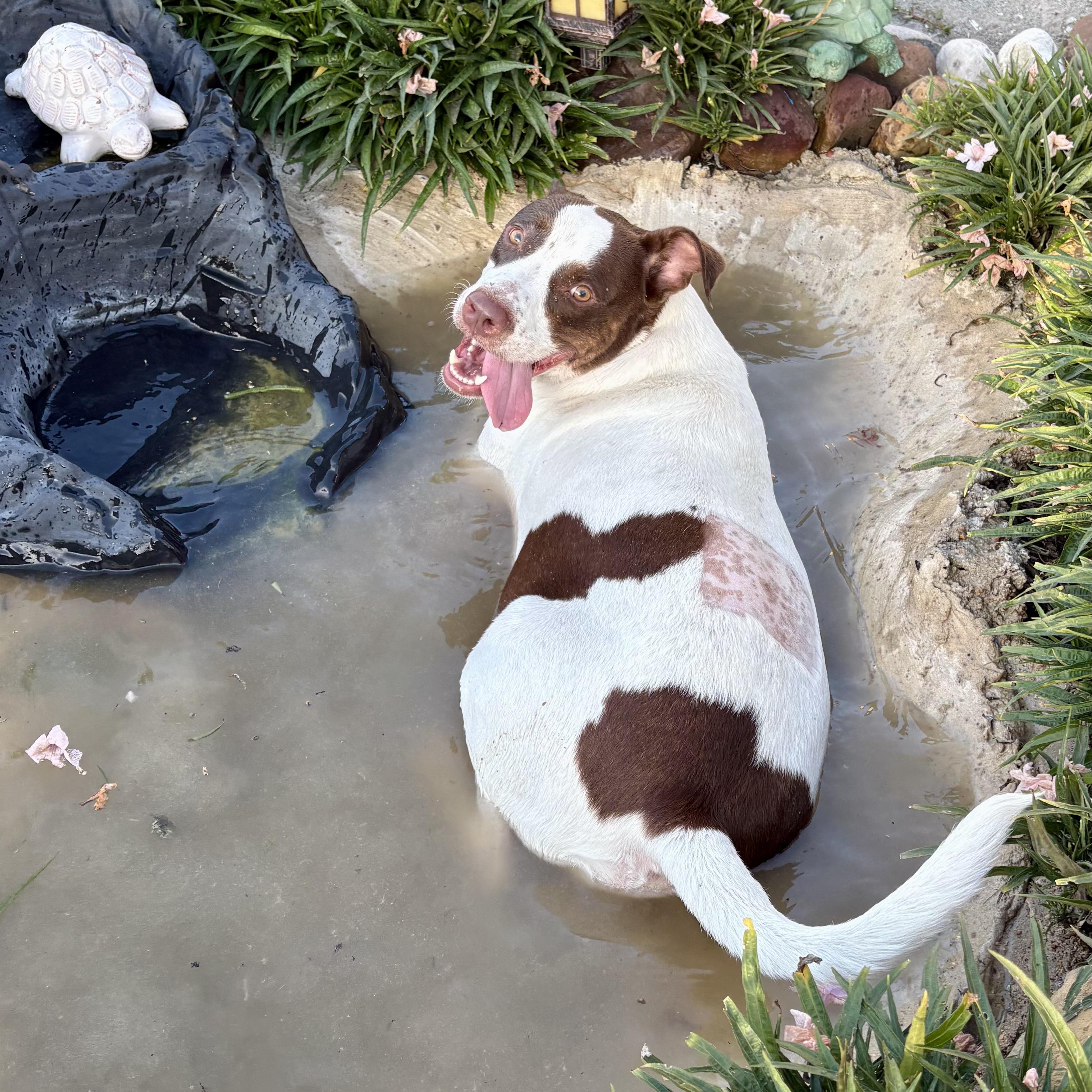 Roscoe