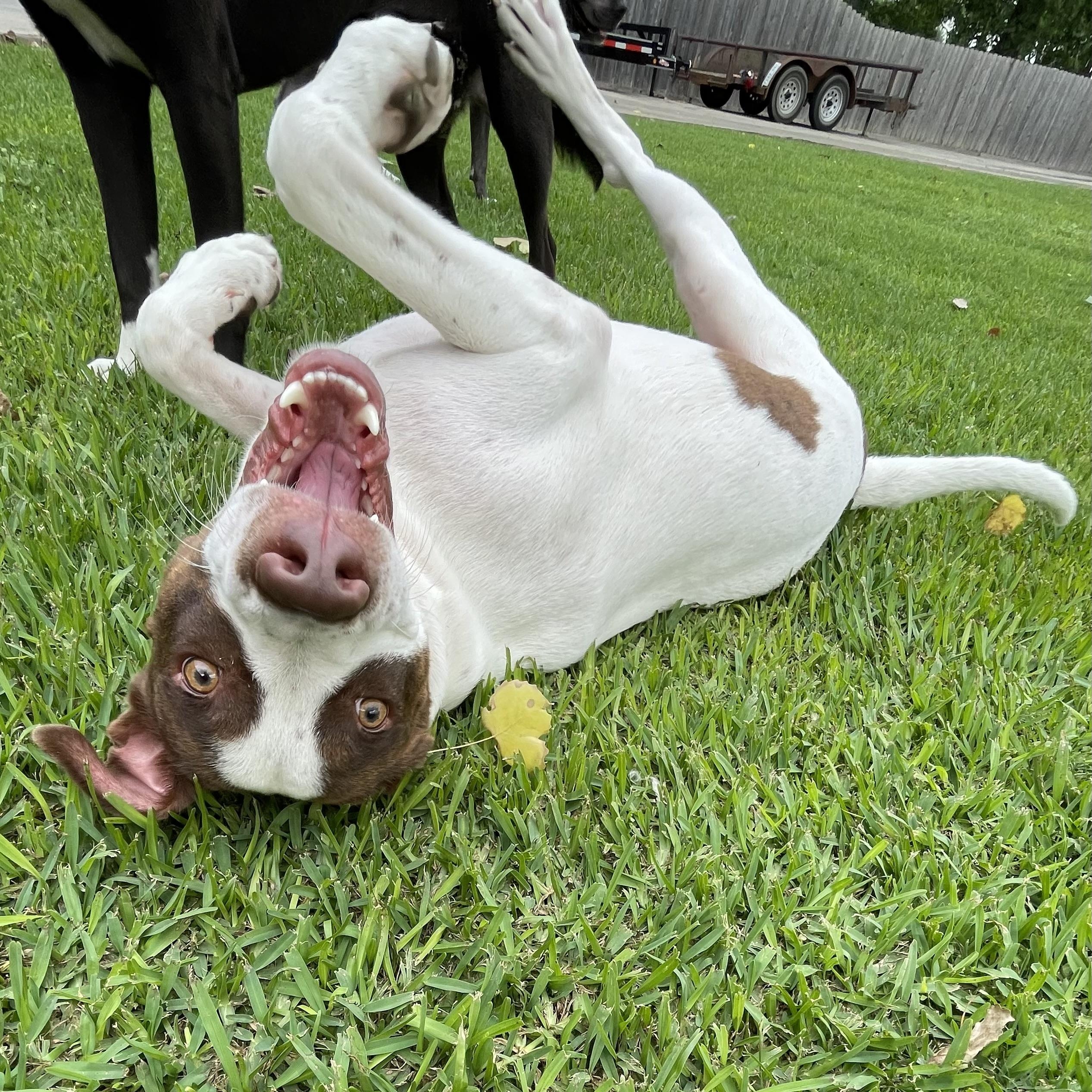 Roscoe photo 4