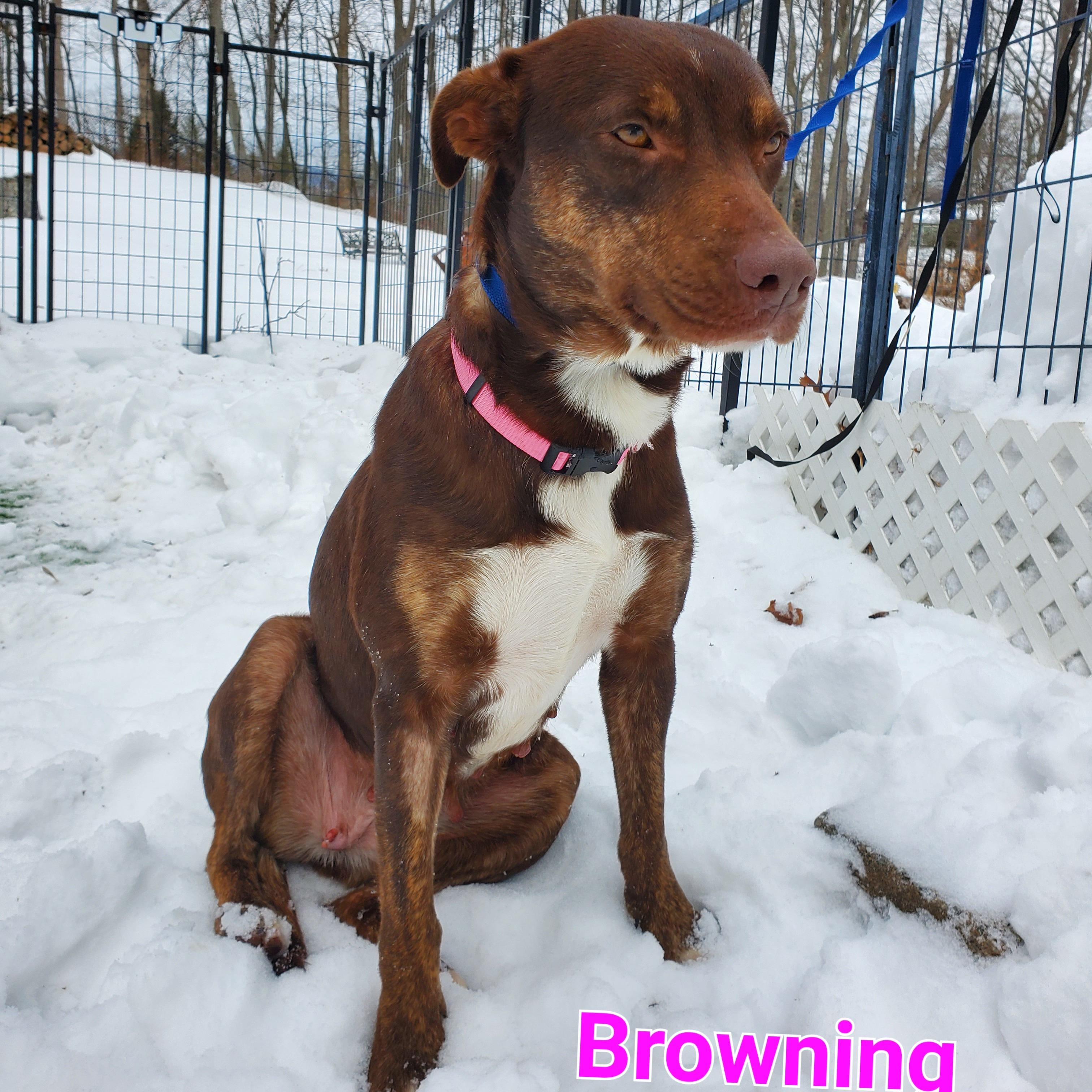 Browning, ADOPTABLE, Young Female Labrador Retriever & Australian Shepherd.