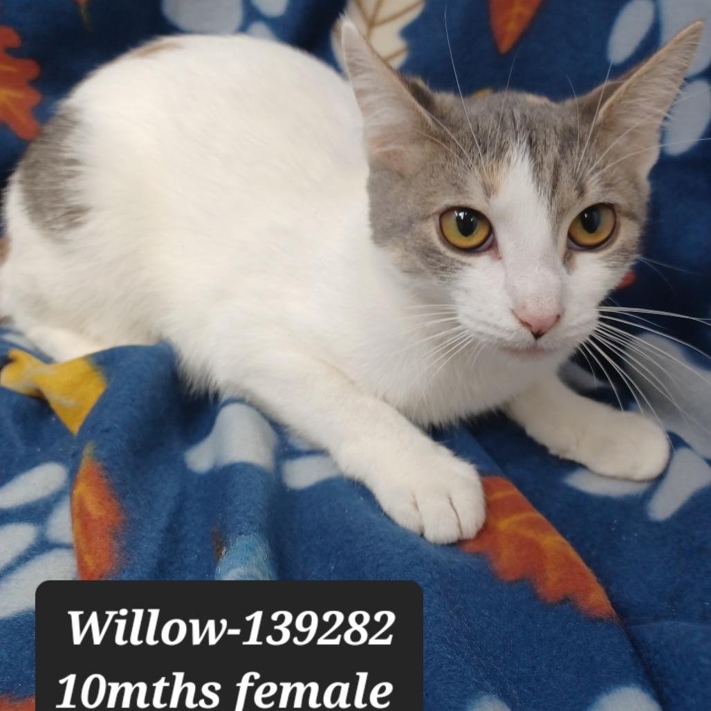 Willow, Adoptable, Young Female Domestic Short Hair.