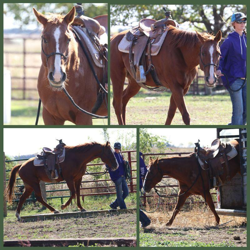 Reba, Adoptable, Adult Female Quarterhorse.