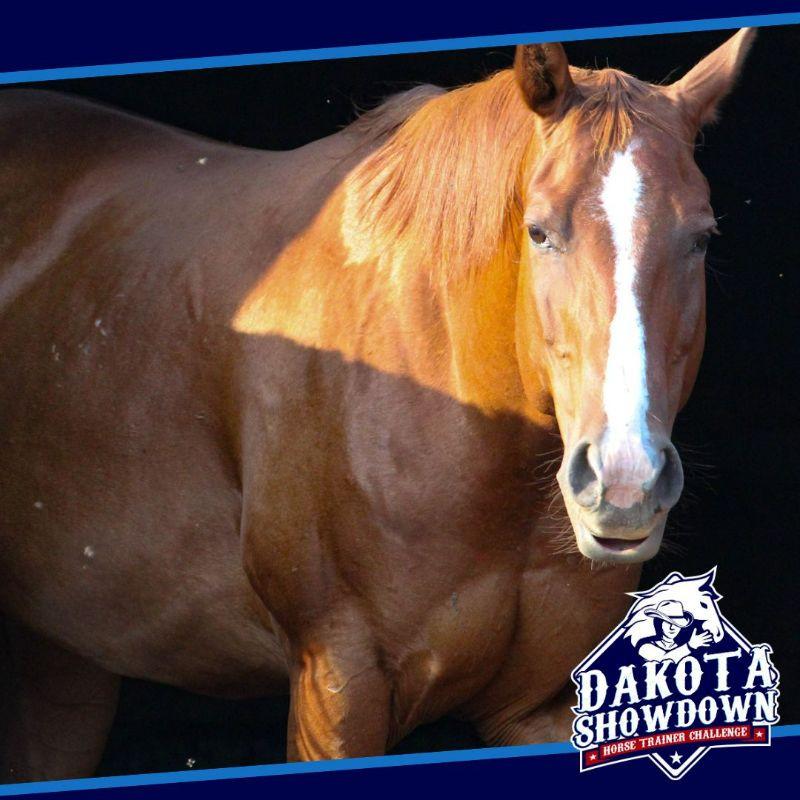 Enlarge Reba, a Adoptable Quarterhorse in Scotland, SD image 2/6