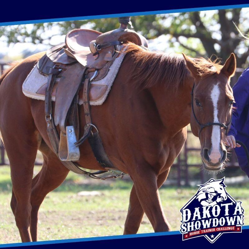 Enlarge Reba, a Adoptable Quarterhorse in Scotland, SD image 3/6