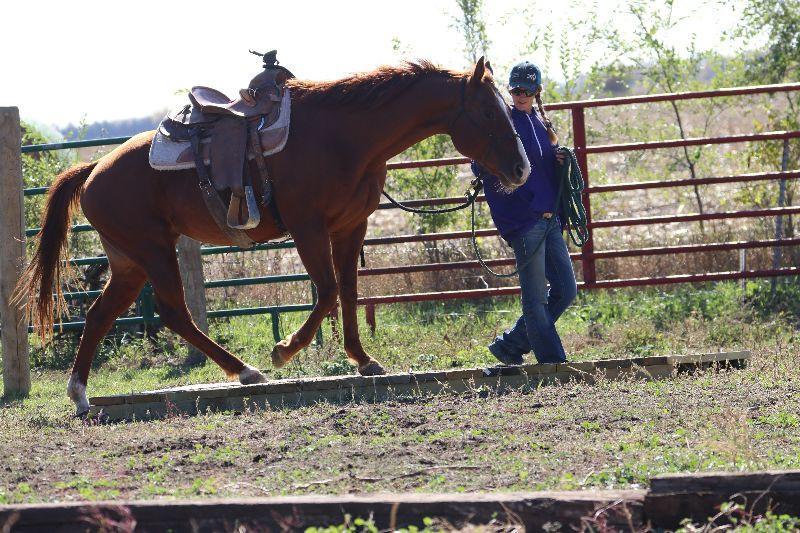 Enlarge Reba, a Adoptable Quarterhorse in Scotland, SD image 4/6