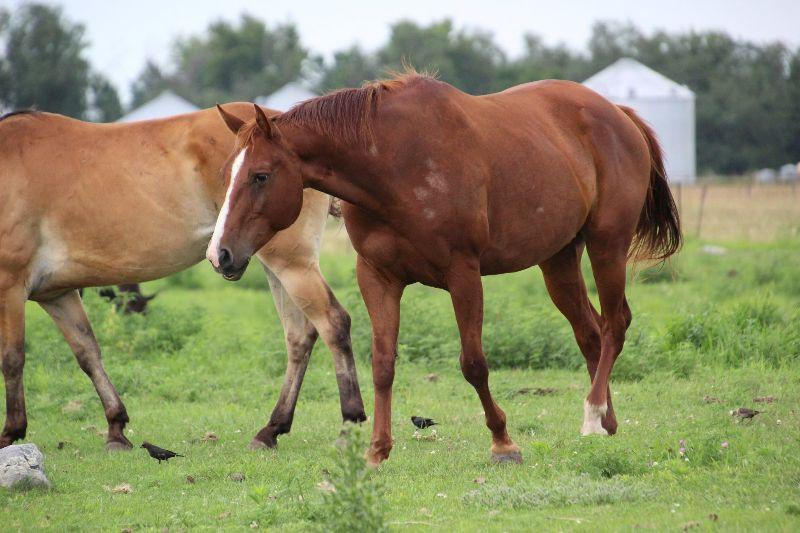Enlarge Reba, a Adoptable Quarterhorse in Scotland, SD image 5/6