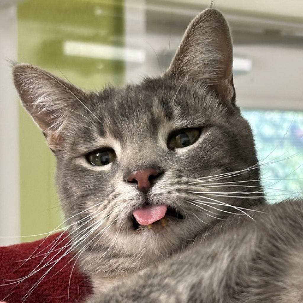 Enlarge Cordova, a Adoptable Domestic Short Hair in Fresno, CA image 1/3