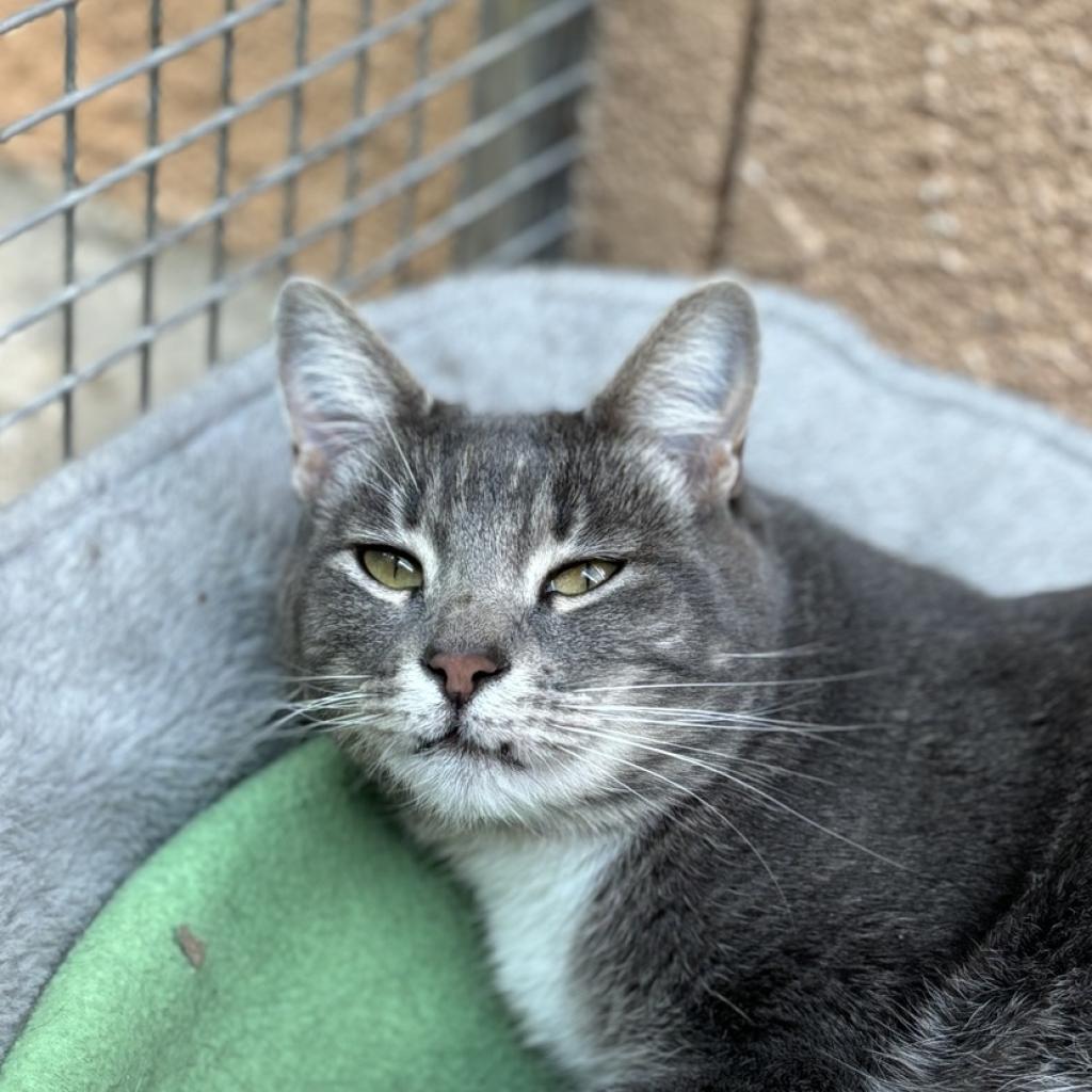 Enlarge Cordova, a Adoptable Domestic Short Hair in Fresno, CA image 2/3