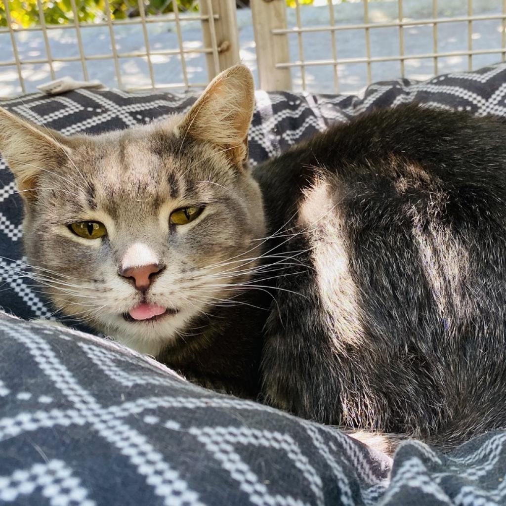 Enlarge Cordova, a Adoptable Domestic Short Hair in Fresno, CA image 3/3