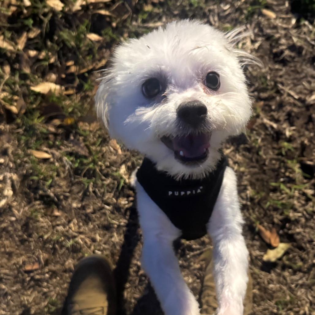 Jack — thumbnail 4