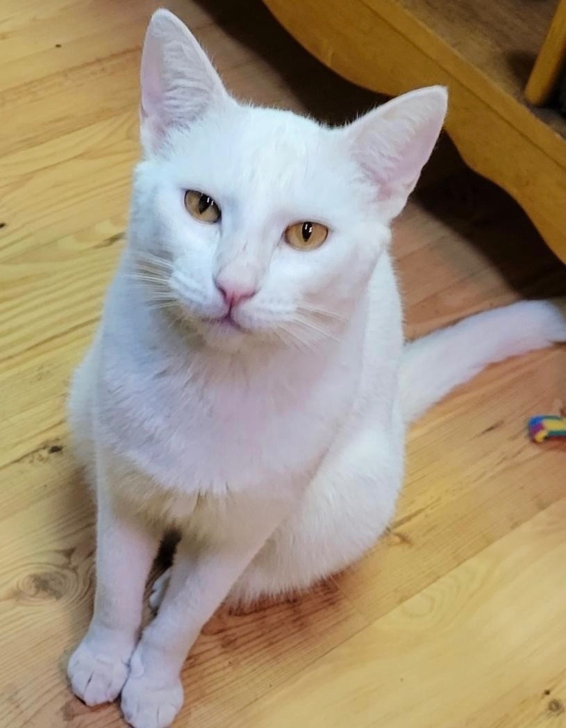 Outstanding Olaf, an adopted Domestic Short Hair in Randolph, MA_image-1