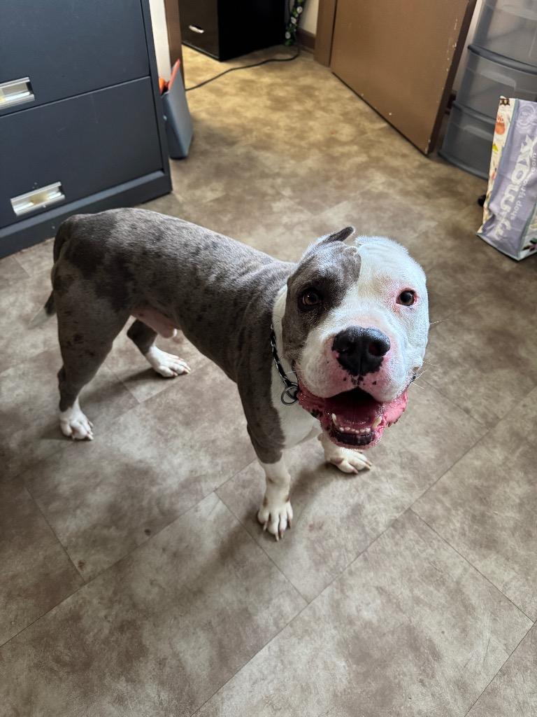 Enlarge LL Drool J, a Adoptable mixed breed in Springfield, OH image 1/1