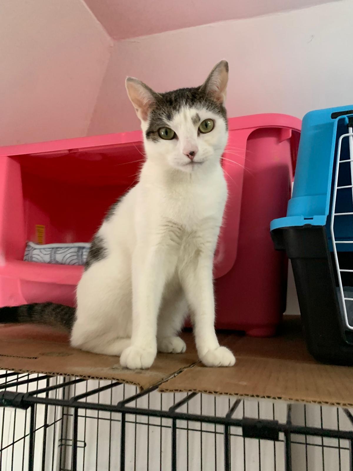 Enlarge Mimi, a Adoptable Domestic Short Hair in Brooklyn, NY image 3/4