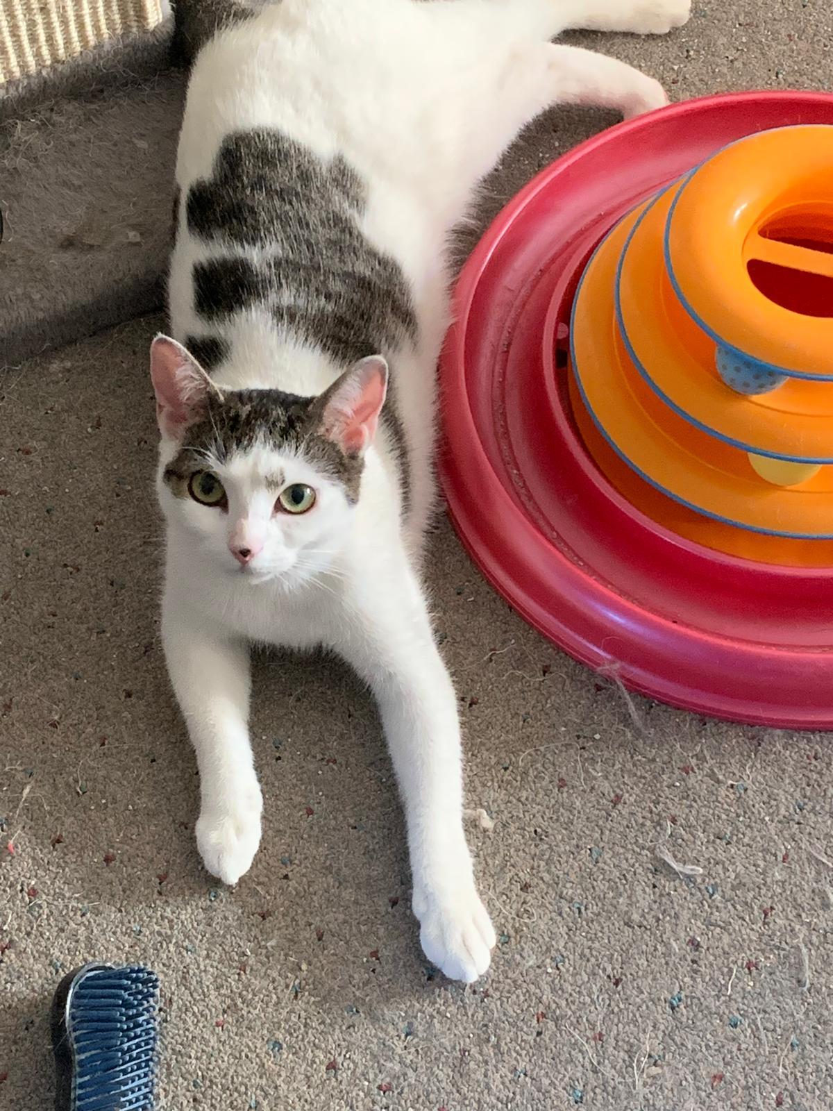 Enlarge Mimi, a Adoptable Domestic Short Hair in Brooklyn, NY image 2/4