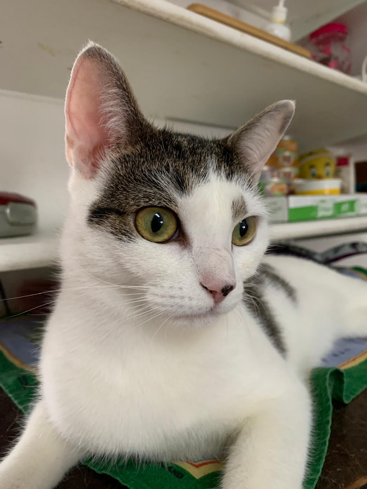 Enlarge Mimi, a Adoptable Domestic Short Hair in Brooklyn, NY image 4/4