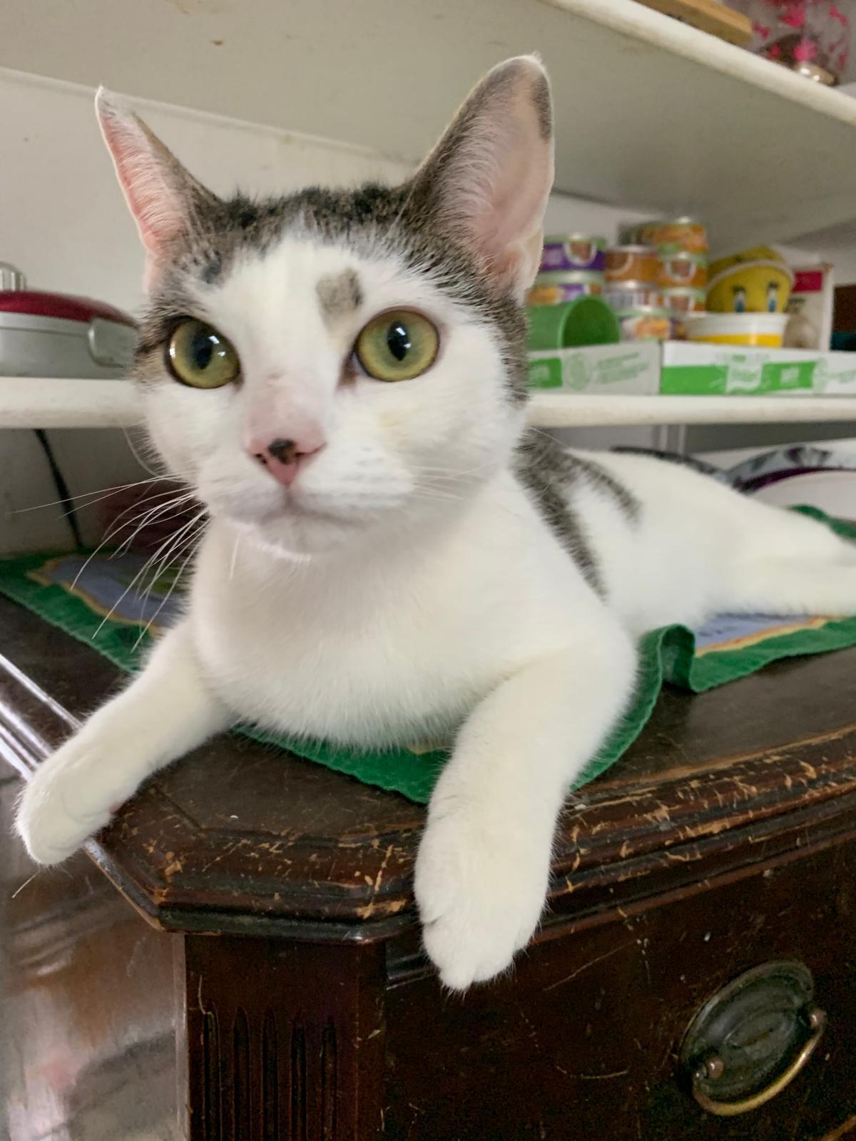 Enlarge Mimi, a Adoptable Domestic Short Hair in Brooklyn, NY image 1/4