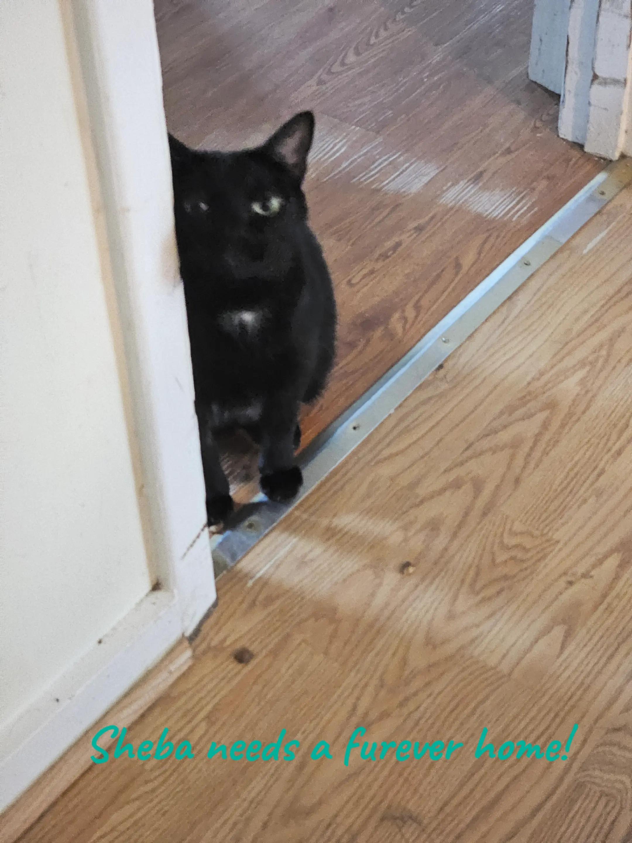 Enlarge Sheba, a Adoptable Domestic Short Hair in Randolph, AL image 3/6