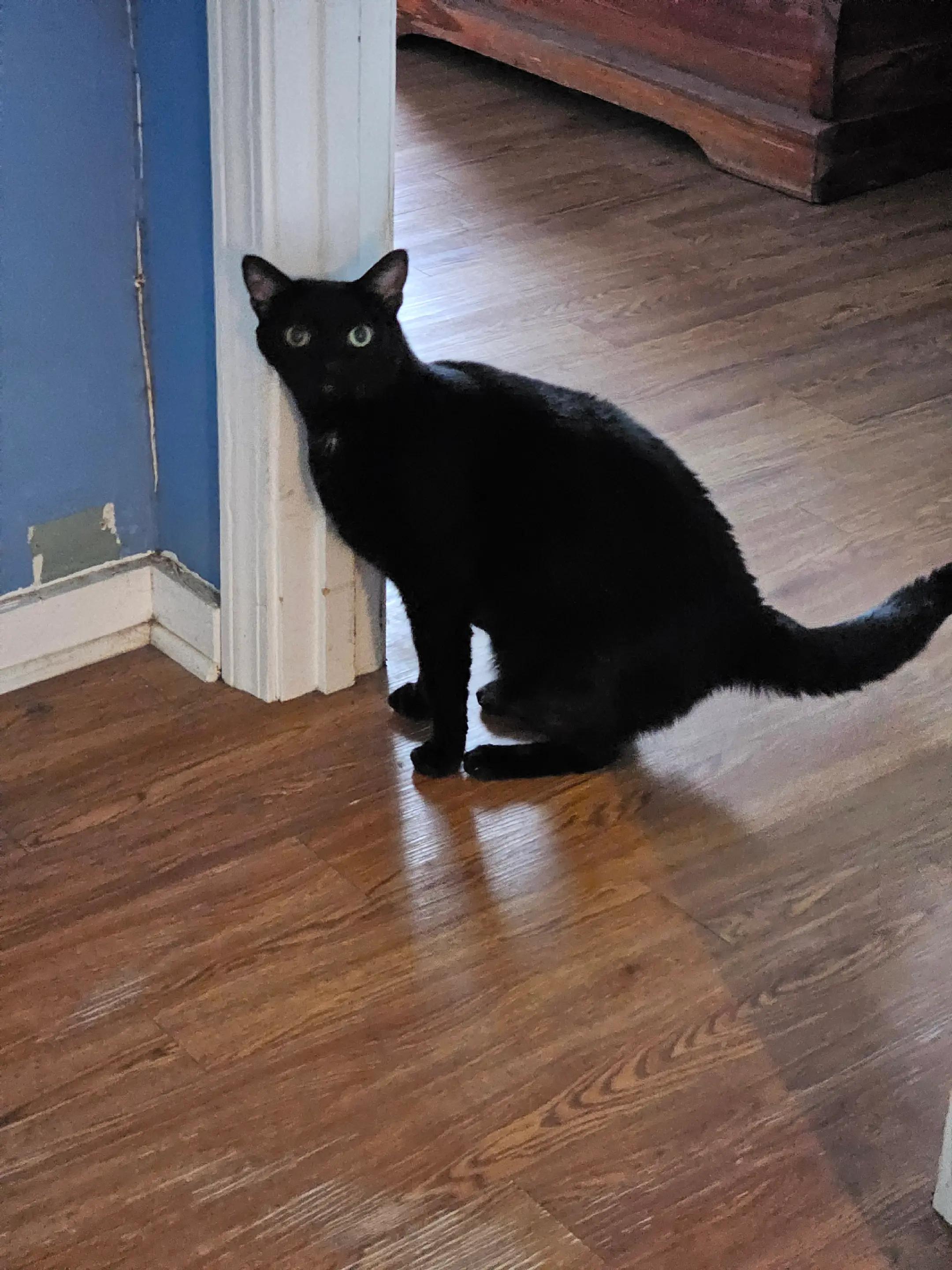 Enlarge Sheba, a Adoptable Domestic Short Hair in Randolph, AL image 5/6