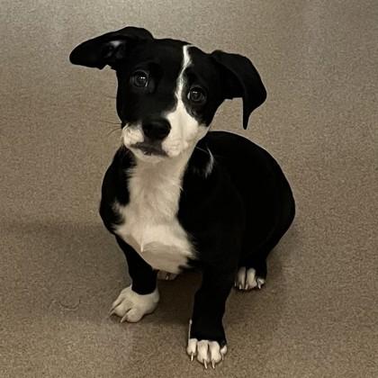 Tug Boat, adopted, Puppy Male Terrier & Mixed Breed.