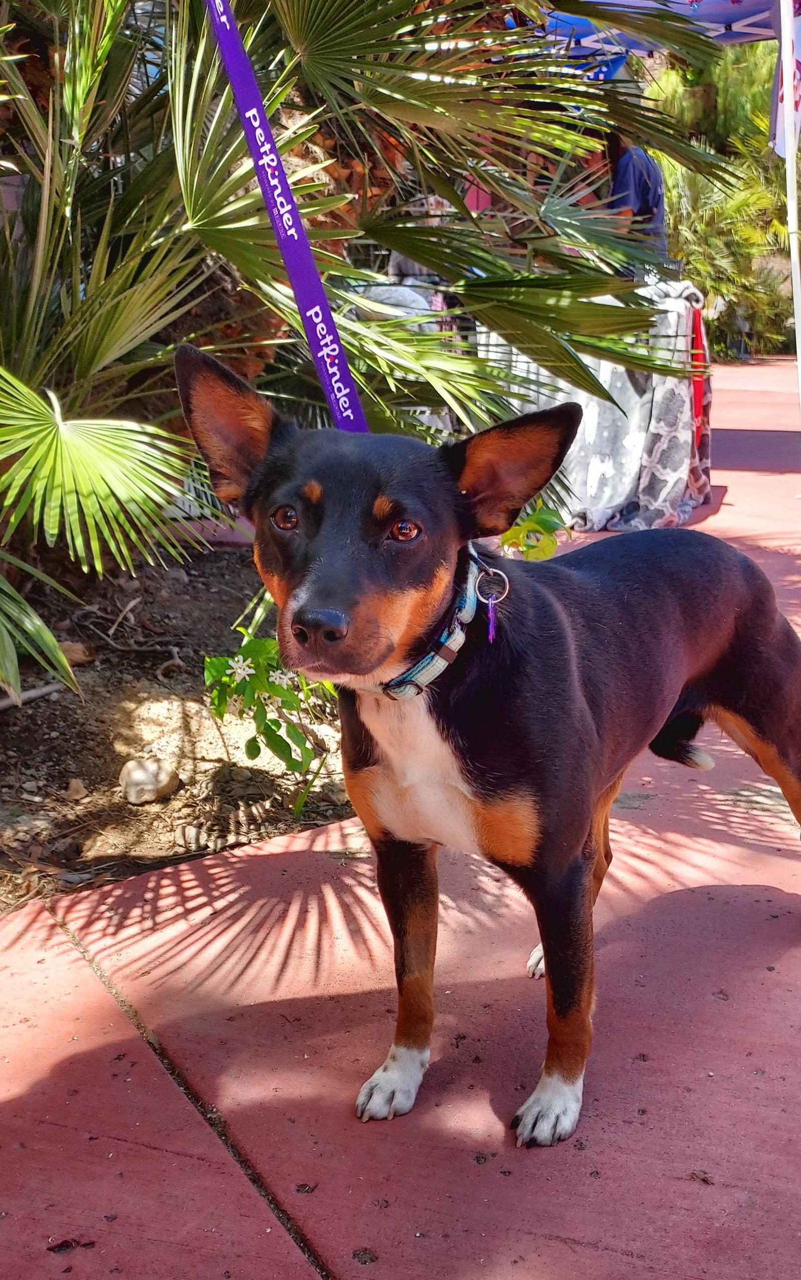 Enlarge Shayla, a Adopted Miniature Pinscher in Mentone, CA image 1/2