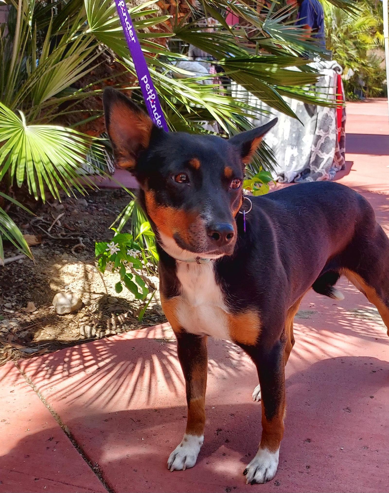 Enlarge Shayla, a Adopted Miniature Pinscher in Mentone, CA image 2/2