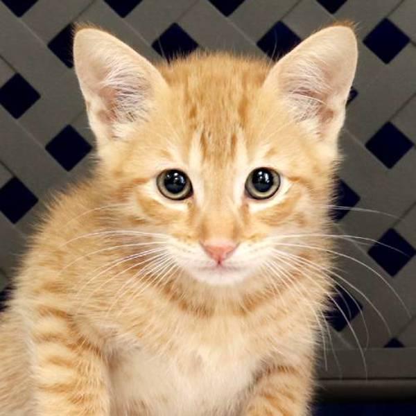 Sprig, Adoptable, Kitten Male Domestic Short Hair.