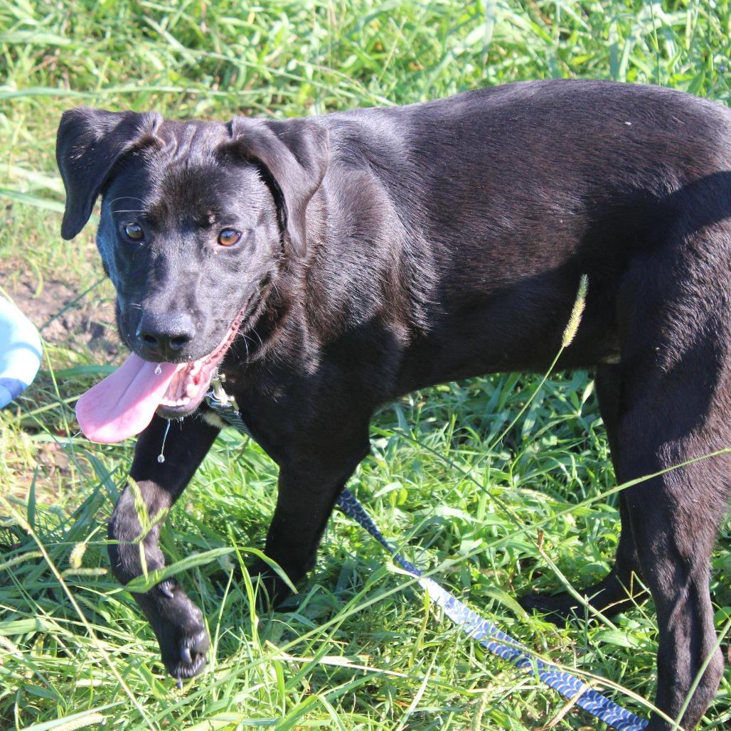 Octavia, a Adoptable mixed breed in Cleveland, MS image 1/4