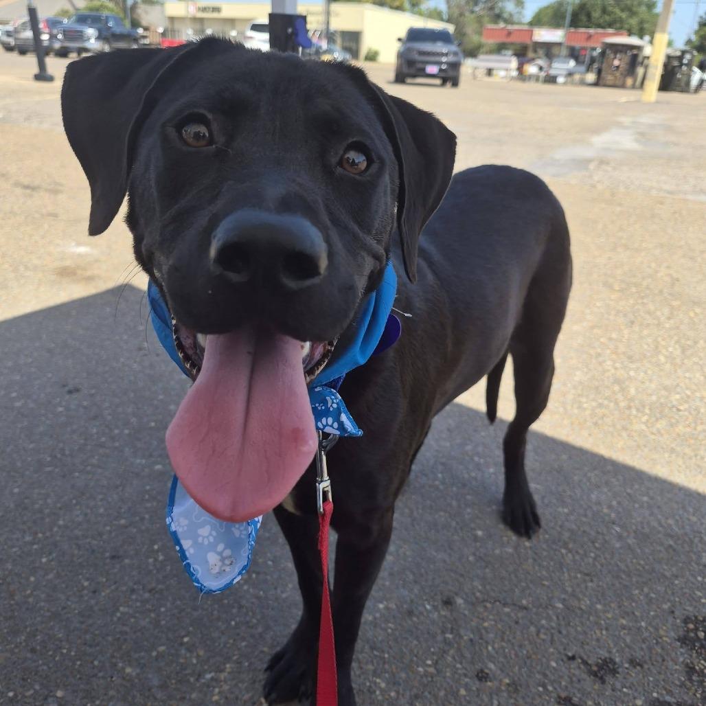 Enlarge Octavia, a Adoptable mixed breed in Cleveland, MS image 2/5